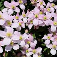 Mixed Climbing Clematis Flower Seeds Heirloom Non-GMO High Germination Organic Garden Seeds for Planting
