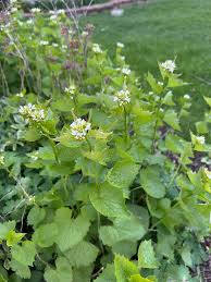 Semillas de flores Petiolata – Semillas de jardín orgánicas, reliquia, no modificadas genéticamente, de alta germinación para plantar