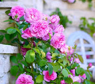 Pink Rosea Flower Seeds for Planting – Heirloom Non-GMO High Germination Organic Garden Seeds