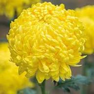 Perennial Chrysanthemum Flower Seeds Yellow – Heirloom, Non-GMO, High Germination Organic Garden Seeds for Planting