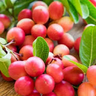 Pink Dulcificum Seeds for Planting – Heirloom Non-GMO High Germination Organic Garden Seeds