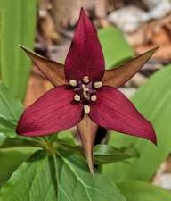 Trillium Flower Seeds Maroon Heirloom Non-GMO High Germination Organic Garden Seeds for Planting