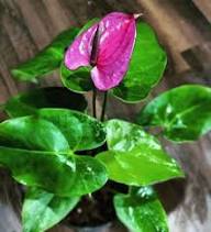 Purple Anthurium Flower Seeds Heirloom Non-GMO High Germination Organic Garden Seeds for Planting