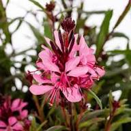 Gaura Flower Seeds Red – Heirloom Non-GMO High Germination Seeds