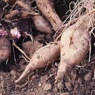 Yacon Seeds – Heirloom Non-GMO High Germination Organic Garden Seeds for Planting