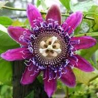 Pink Passion Seeds Heirloom Non-GMO High Germination Organic Garden Seeds for Planting
