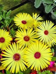 Yellow Mesembryanthemum Flower Seeds – Heirloom, Non-GMO, High Germination Organic Seeds