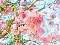 Semillas de flor Telephium Rosa – Herencia, sin OGM, alta germinación, semillas orgánicas para jardín para plantar