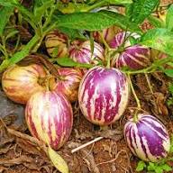 Mixed Ginseng Melon Fruit Seeds – Heirloom, Non-GMO, High Germination Organic Garden Seeds