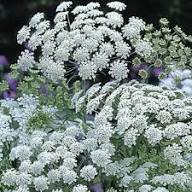 Semillas de flor Visnaga blanca, reliquia, sin OMG, alta germinación, semillas orgánicas para jardín para sembrar