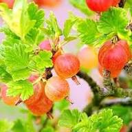 Mixed Gooseberry Fruit Seeds – Heirloom, Non-GMO, High Germination Organic Garden Seeds