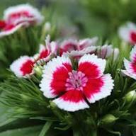 Pink Dianthus Flower Seeds for Planting – Heirloom Non-GMO High Germination Organic Garden Seeds