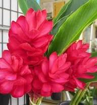Curcuma Flower Seeds Red – Heirloom Non-GMO High Germination Garden Seeds