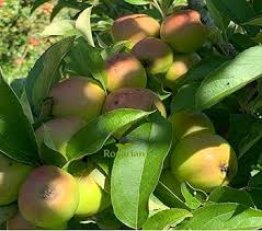 Apple Seeds And Growing Green Heirloom Non-GMO High Germination Organic Garden Seeds for Planting