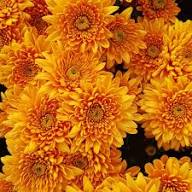 Yellow Pyrethrum Flower Seeds Heirloom Non-GMO High Germination Organic Garden Seeds for Planting