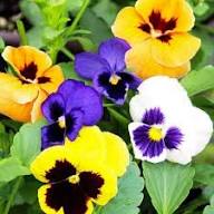 Pansy Flower Seeds Mixed – Heirloom, Non-GMO, High Germination Organic Garden Seeds for Planting