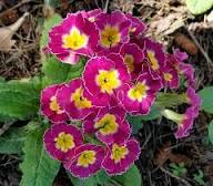 Violet Primrose Flower Seeds – Heirloom Non-GMO High Germination Organic Garden Seeds for Planting