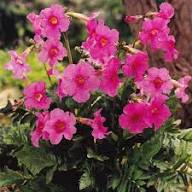 Pink Incarvillea Flower Seeds – Seeds for Planting, Heirloom, Non-GMO, High Germination Organic Garden Seeds