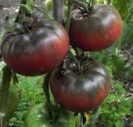 Red Black Tomato Seeds – Heirloom Non-GMO High Germination Organic Garden Seeds