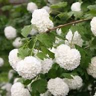 White Viburnum Flower Seeds – Heirloom, Non-GMO, High Germination Organic Seeds