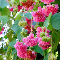 Pink Dombeya Burgessiae Flower Seeds for Planting – Heirloom, Non-GMO, High Germination Organic Garden Seeds