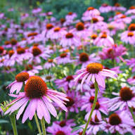 Pink Echinace Flower Seeds Heirloom Non-GMO High Germination Organic Garden Seeds for Planting