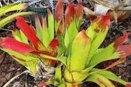 Red Orange Aechmea Flower Seeds – Heirloom, Non-GMO, High Germination Organic Garden Seeds for Planting