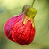 Red Lantern Flower Seeds – Heirloom, Non-GMO, High Germination Organic Garden Seeds for Planting
