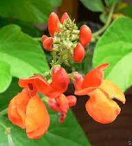 Pole Bean Flower Seeds Heirloom Non-GMO High Germination Organic Garden Seeds for Planting