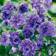 Purple Geranium Flower Seeds Heirloom Non-GMO High Germination Organic Garden Seeds for Planting