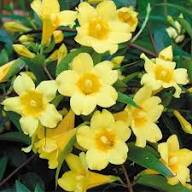 Yellow Gelsemium Sempervirens Flowers Seeds Heirloom Non-GMO High Germination Organic Garden Seeds for Planting