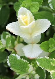 White Mint Plant Seeds Heirloom Non-GMO High Germination Organic Garden Seeds for Planting