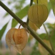 Green Physalis Seeds for Planting – Heirloom Non-GMO High Germination Organic Garden Seeds