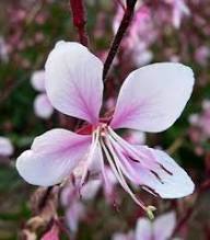 Gaura Flower Seeds White Pink – Heirloom Non-GMO High Germination Seeds for Planting