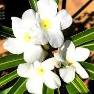 White Pachypodium Flower Seeds for Planting – Heirloom, Non-GMO, High Germination