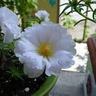 White Portulaca Flower Seeds – Heirloom Non-GMO High Germination Organic Garden Seeds