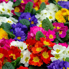 Red Yellow Polyanthus Flower Seeds for Planting – Heirloom Non-GMO High Germination Organic Garden Seeds