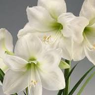 Amaryllis Flower Seeds White for Planting – Heirloom Non-GMO High Germination Organic Seeds