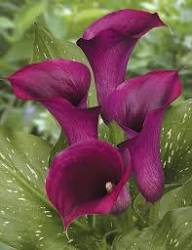 Purple Calla Lily Flower Seeds for Planting – Heirloom Non-GMO High Germination Organic Garden Seeds Seeds for Planting