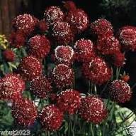 Pincushion Scabious Flower Seeds for Planting – Heirloom, Non-GMO High Germination Organic Garden Seeds