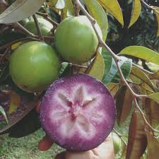 Purple Star Apple Seeds for Planting – Heirloom Non-GMO High Germination Organic Garden Seeds