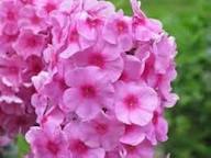 Pink Giant Phlox Flower Seeds – Heirloom Non-GMO High Germination Organic Garden Seeds for Planting