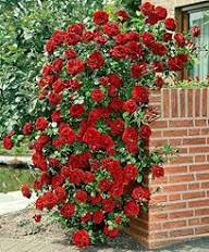 Semillas de Rosa Trepadora Roja para Plantar – Semillas Herencia No Modificadas Genéticamente de Alta Germinación