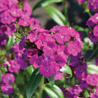 Semillas de flores de osmanto morado - Variedad tradicional, sin OGM, semillas de jardín orgánicas de alta germinación para sembrar