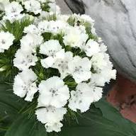 Dianthus Flower Seeds White Heirloom Non-GMO High Germination Organic Garden Seeds for Planting