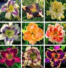 Hemerocallis Flower Seeds Mixed for Planting – Heirloom, Non-GMO, High Germination Organic Garden Seeds