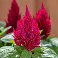 Red Celosia Flower Seeds – Heirloom, Non-GMO, High Germination Organic Garden Seeds for Planting Seeds for Planting