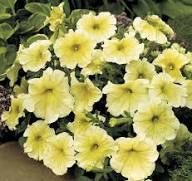 Petunia Flowers Seeds Yellow – Heirloom, Non-GMO, High Germination Organic Garden Seeds for Planting