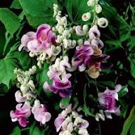 Purple Green Shell Flower Seeds Heirloom Non-GMO High Germination Organic Garden Seeds for Planting