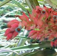 Semillas de flores de Puya Dyckioides rosa – Orgánicas, sin OMG, herencia, alta germinación para plantar en jardín